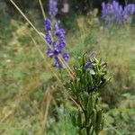 Aconitum napellus Fruit