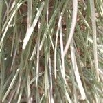 Didierea madagascariensis Leaf