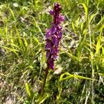 Orchis spitzelii Квітка