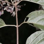 Banisteriopsis muricata പുഷ്പം