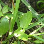 Cardamine crassifolia Leaf