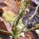 Cuscuta europaea Hábito