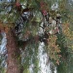 Schinus molle 果実