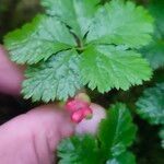 Rubus pedatus Fruit