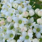 Viburnum lantana Flor