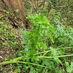 Oenanthe crocata Leaf