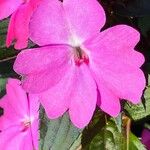 Impatiens walleriana Fleur