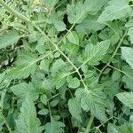 Solanum lycopersicum Leaf