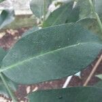 Pilocarpus pennatifolius Blad