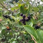 Aronia melanocarpa Frukt