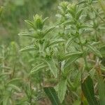 Sideritis montana Leaf