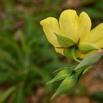 Tuberaria lignosa Blüte