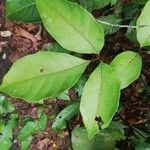 Allophylus africanus Blatt