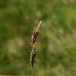 Carex disticha Blüte