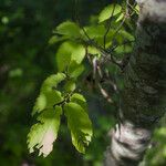 Zelkova carpinifolia برگ