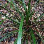 Pandanus verecundus অভ্যাস