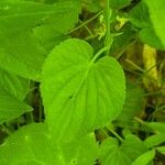 Viola striata Folio