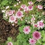 Astrantia majorᱵᱟᱦᱟ