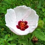 Pavonia hastata Flower