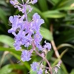 Plectranthus fruticosus Blüte