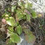 Lactuca tuberosa Deilen