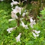 Penstemon digitalisFleur