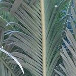 Cycas revoluta Blatt