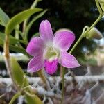 Dendrobium nobile Blomma