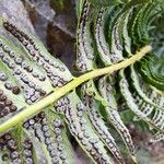 Polystichum lonchitis Vaisius