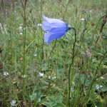 Campanula rotundifoliaᱵᱟᱦᱟ