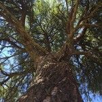 Vachellia sieberiana Ŝelo