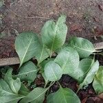 Jaborosa integrifolia Leaf