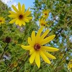 Helianthus salicifoliusFiore