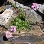 Armeria alpina Habit