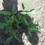 Vigna subterranea Blatt