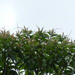 Croton matourensis Φύλλο