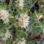Ononis pusilla Flor