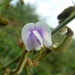 Tephrosia noctiflora Fleur