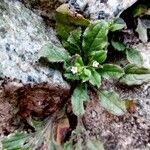 Myosotis arvensis Plante entière