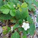 Rubus caesius Blüte