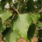 Populus x canadensis Leaf