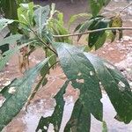 Solanum umbellatum Leaf