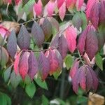 Euonymus alatus ഇല