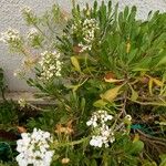 Iberis semperflorens Yaprak