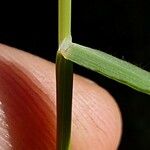 Trisetum flavescens Blatt