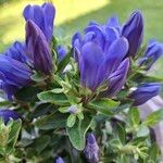 Gentiana scabra Lorea