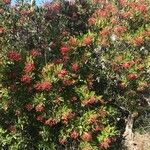 Photinia arbutifolia Blad