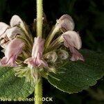 Phlomis samia Λουλούδι