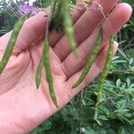 Cleome serrulata Plod