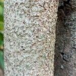 UnidentifiedBark